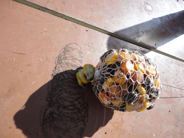 tehnici de pescuit la crap - dsc00877.JPG